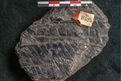 Foto (Detailansicht) von Plantae indet.  (NHMW-GEO-2024-0188-11525)